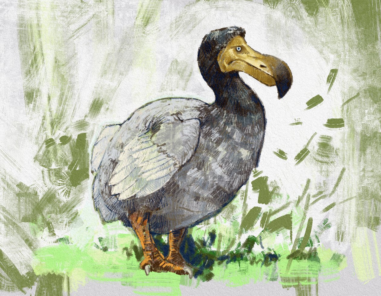 Representación del ave extinta dodo (ilustración) de Alessandro Lonati