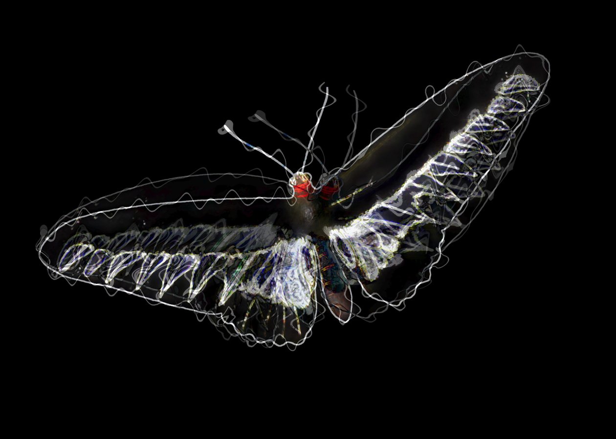 Mariposa Negra, 2020 de Alex Caminker