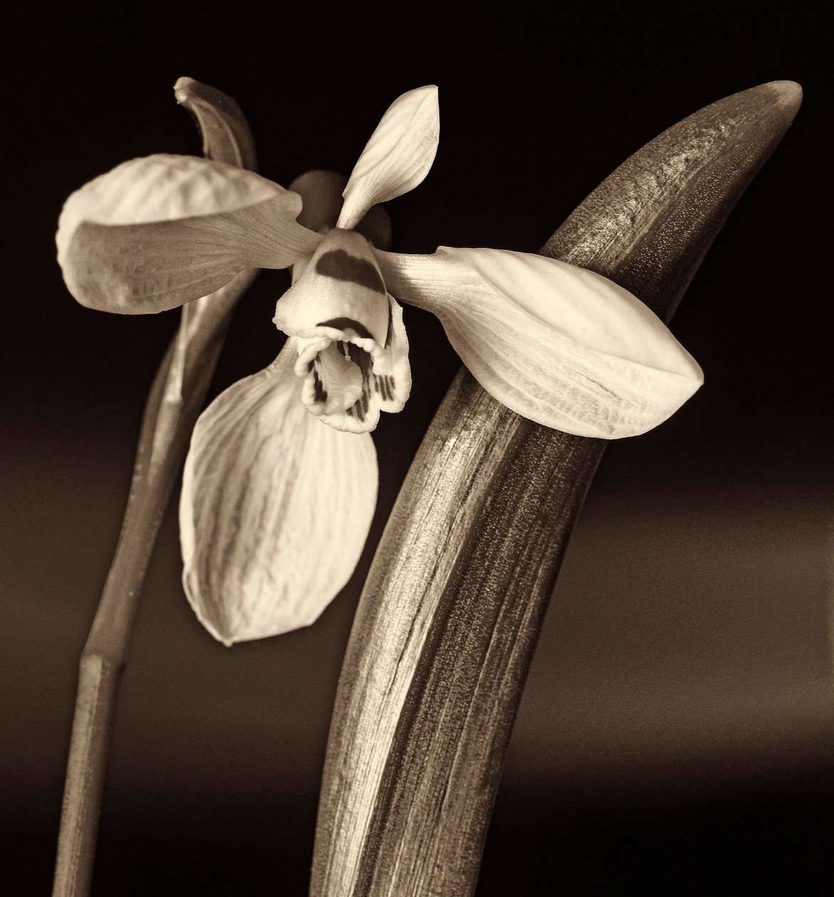 Composición de la naturaleza de Alex Caminker