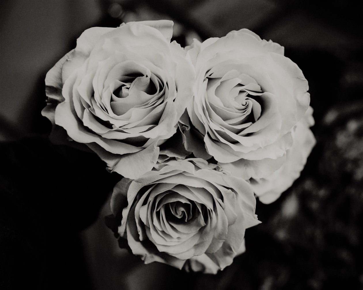 Tres rosas de Alex Caminker