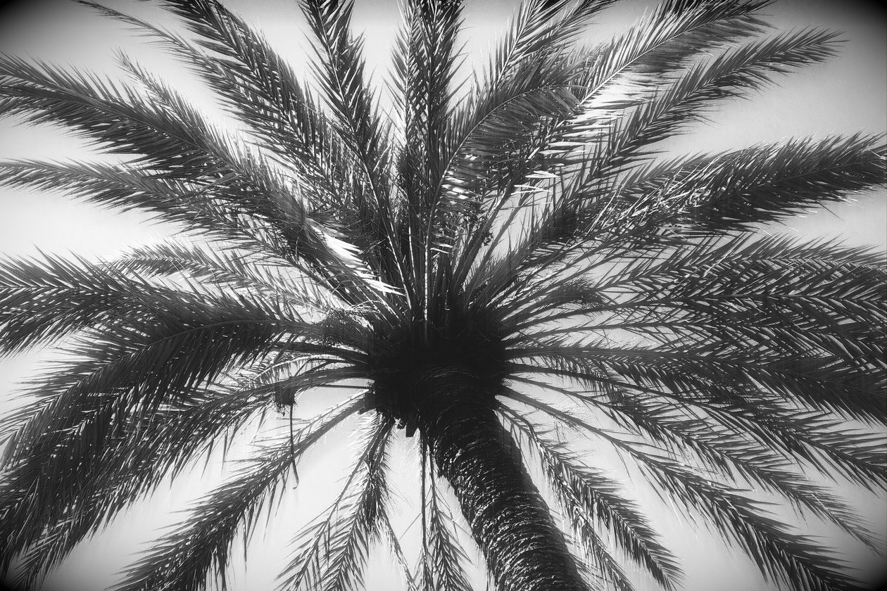 Tronco de árbol y hojas, 2019 de Alex Caminker