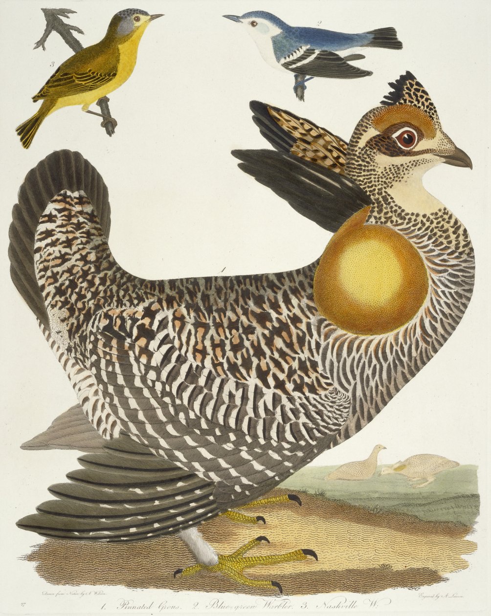 Aves 27. 1. Urogallo Pinnado. 2. Reinita azul-verde. 3. Reinita de Nashville, 1808-1814 de Alexander Wilson