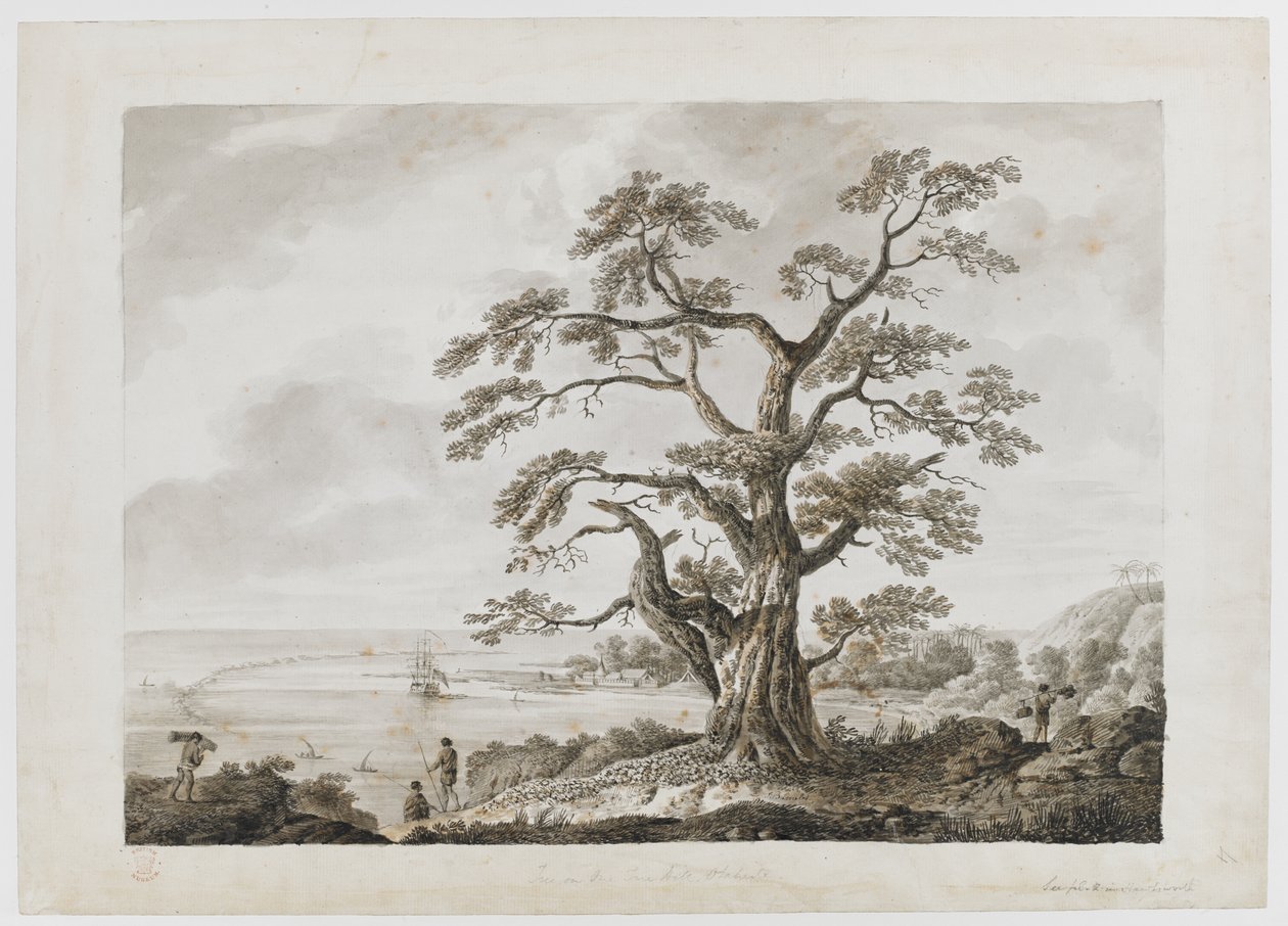 Agregar. 15508, no.4, Tree on the Tree Hill, Otaheite, de 