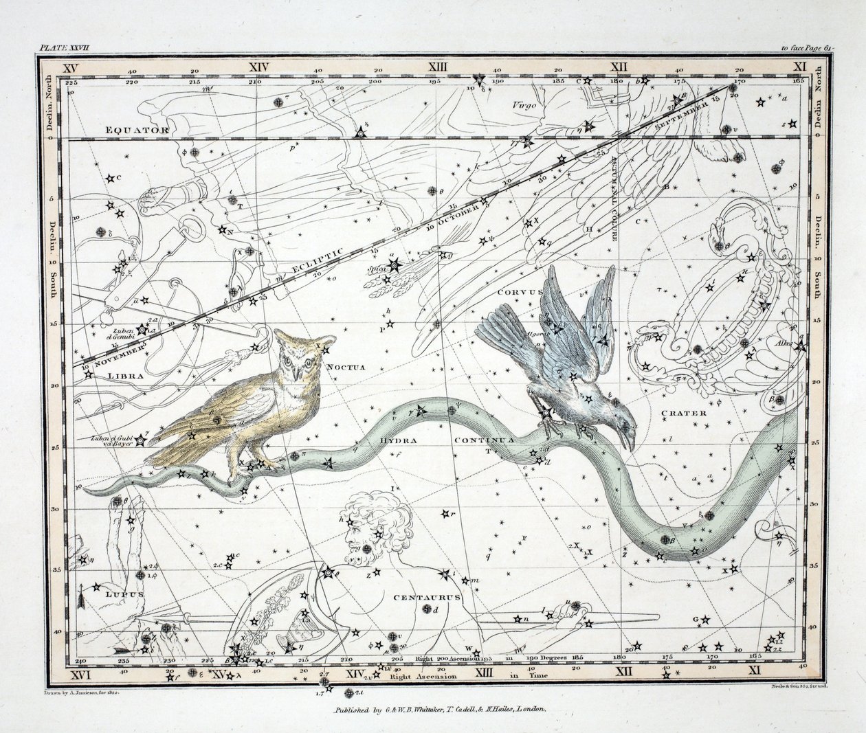 Las constelaciones (Placa XXVII) Hydra Continua, Crater, Covus, Centaurus et Lupus, de 