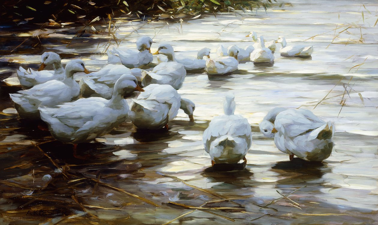 Patos en agua poco profunda de Alexander Koester