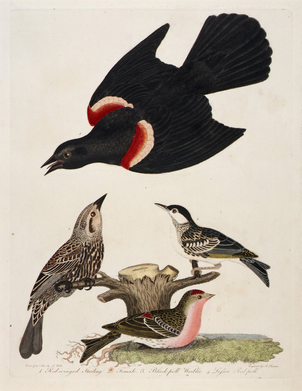 1. Estornino pinto. 2. Hembra. 3. Curruca capirotada. 4. Curruca capirotada de Alexander Lawson