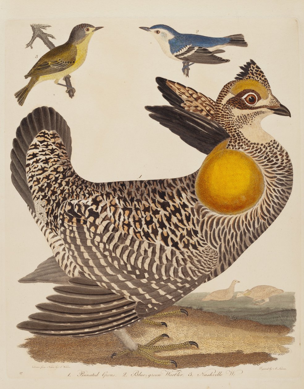 Grouse pinnado, reinita azul-verde y reinita de Nashville, publicado 1808-1814 de Alexander Lawson