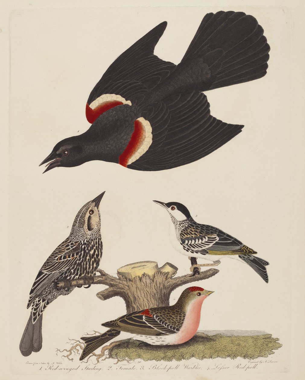 Estornino Alirrojo, Hembra de Estornino Alirrojo, Reinita de Gorro Negro y Menor..., pub. 1808-1814 de Alexander Lawson
