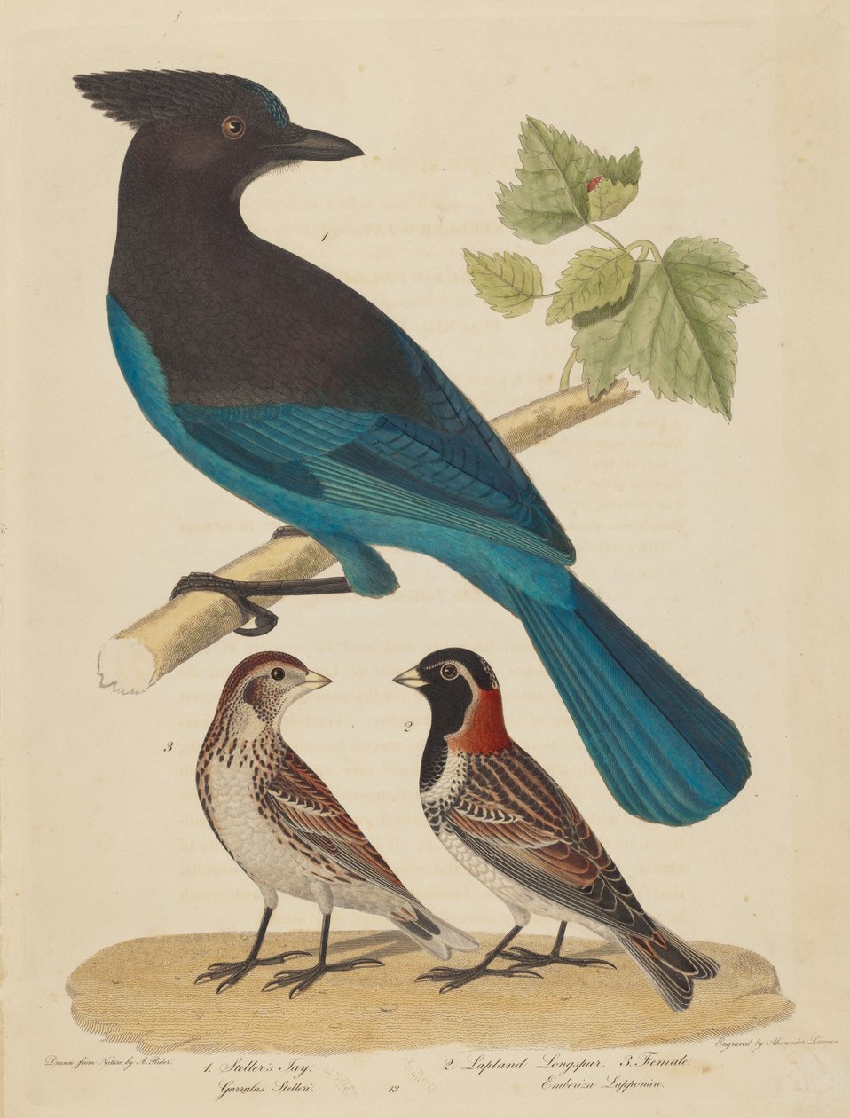 Arrendajo de Steller, Escribano Lapón y Hembra de Alexander Lawson