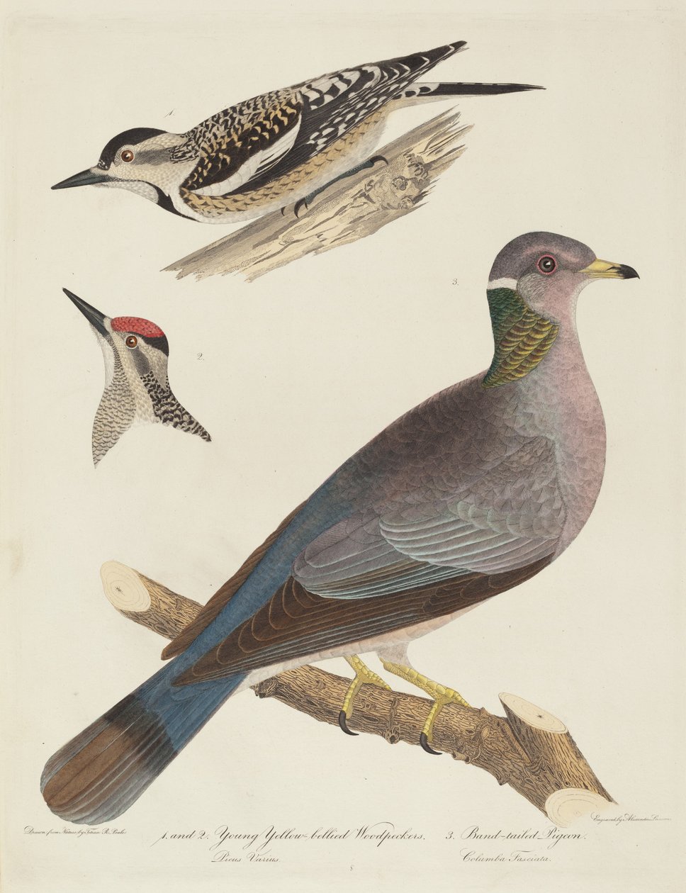 Jóvenes pájaros carpinteros de vientre amarillo y paloma de cola anillada de Alexander Lawson after Titian Ramsay Peale