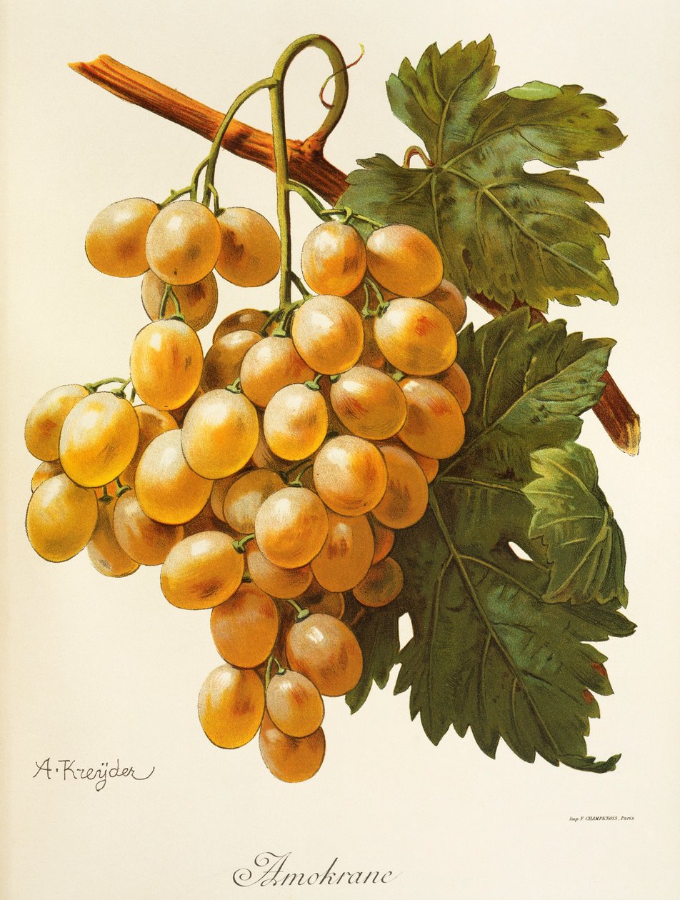 Uva Amokrane de A. Kreyder de Alexis Kreyder