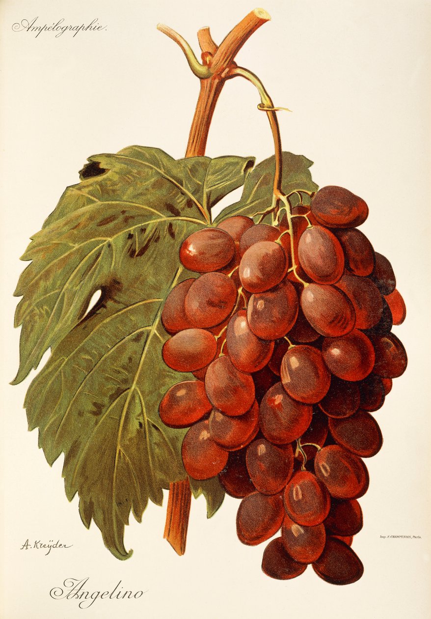 Uva Angelino de A Kreyder de Alexis Kreyder