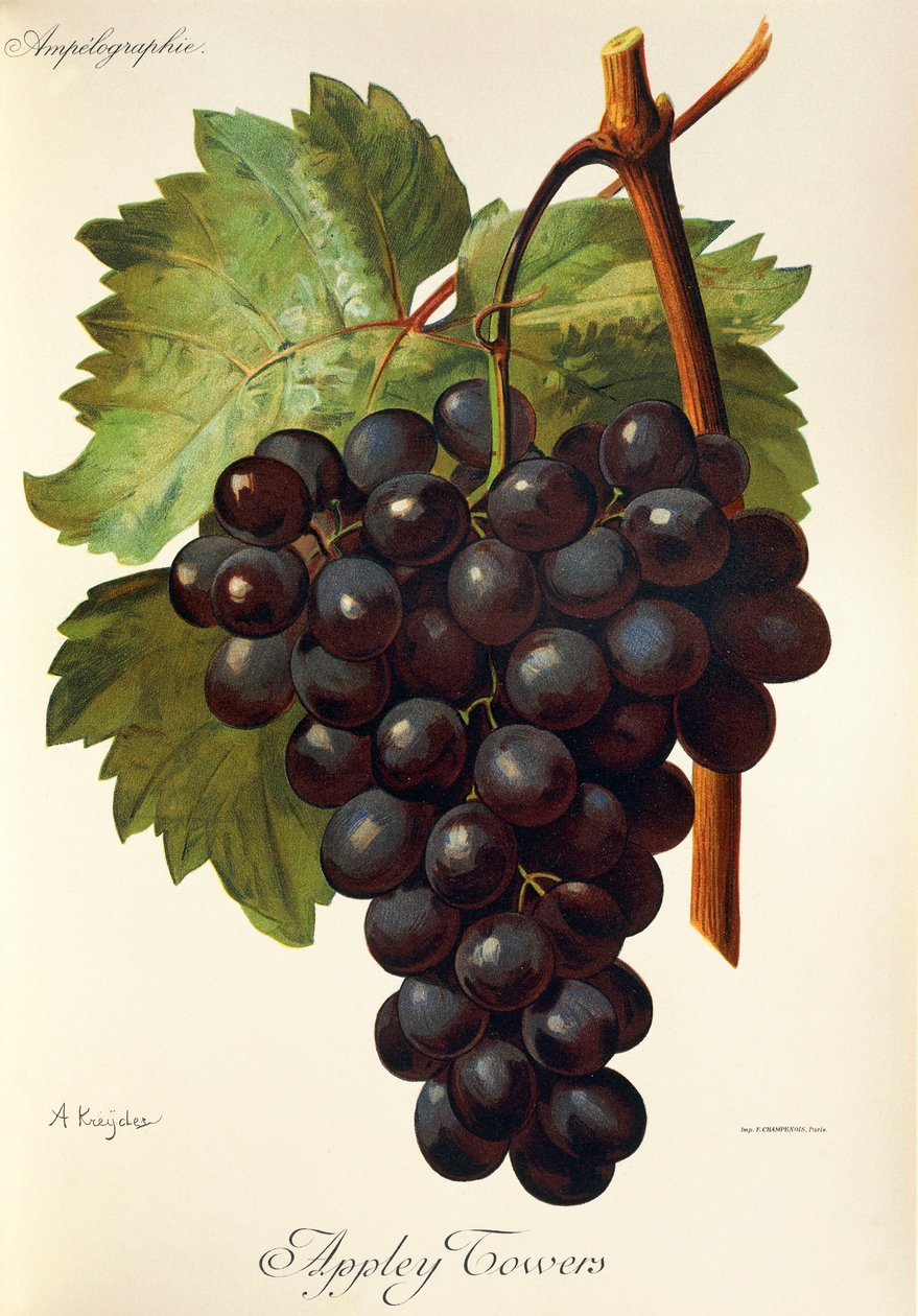 Uva Appley Towers. Ilustración de A. Kreyder, Pessione, de Traite General de Viticulture. Ampelographie de Alexis Kreyder