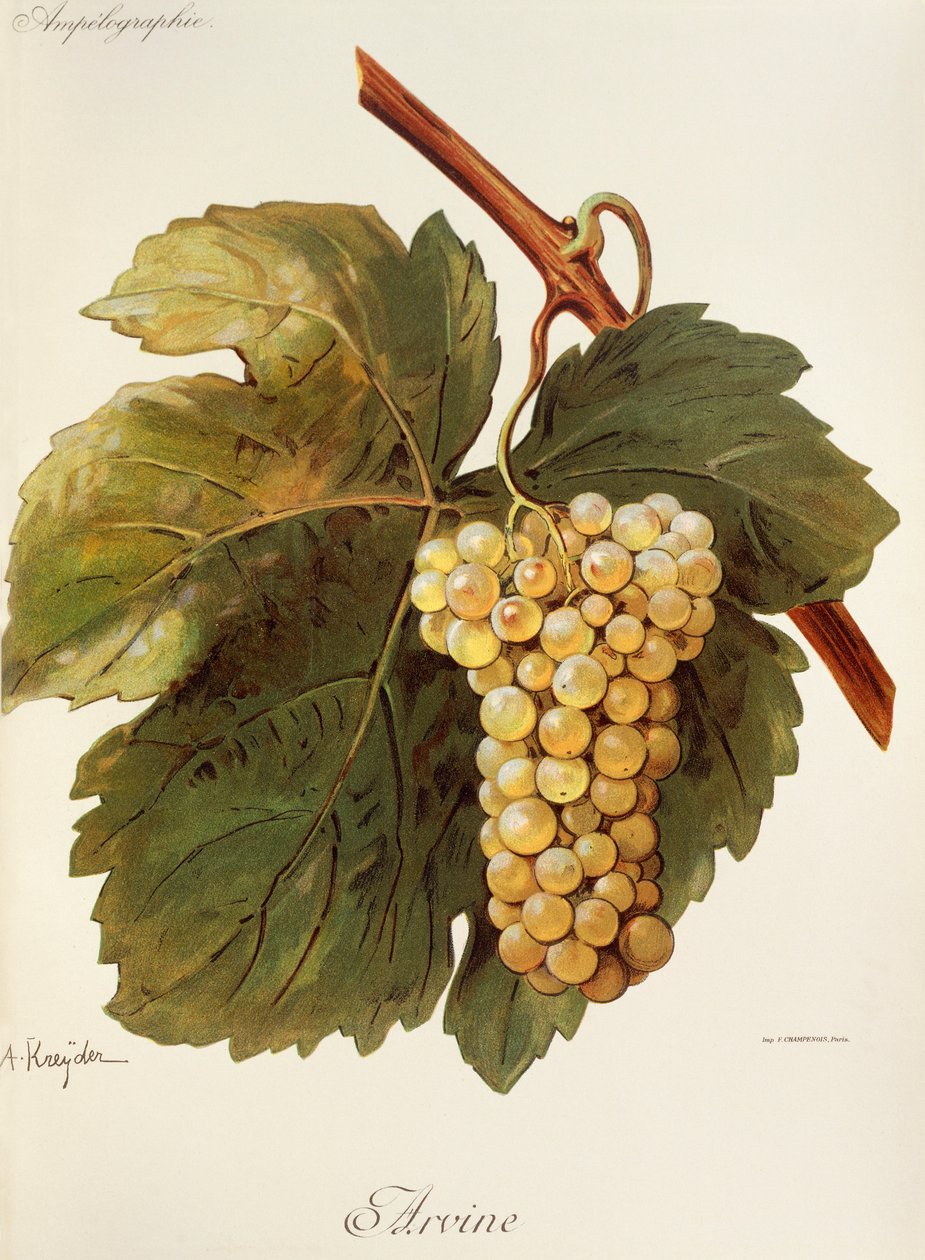 Uva Arvine de A. Kreyder de Alexis Kreyder
