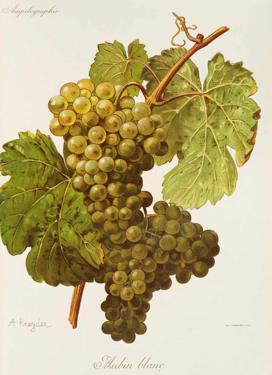 Uva Aubin Blanc de A. Kreyder de Alexis Kreyder