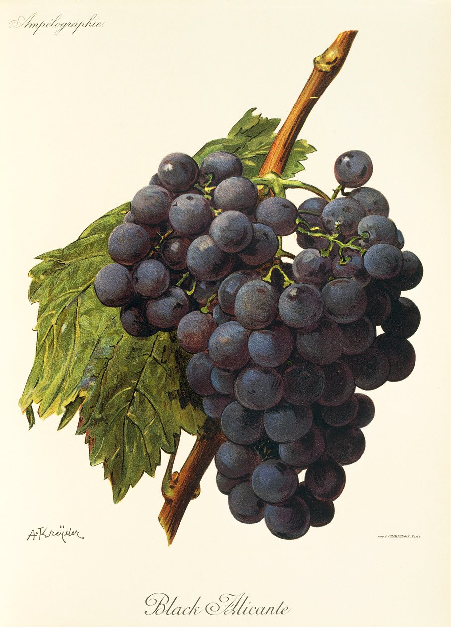 Uva negra de Alicante por A. Kreyder de Alexis Kreyder
