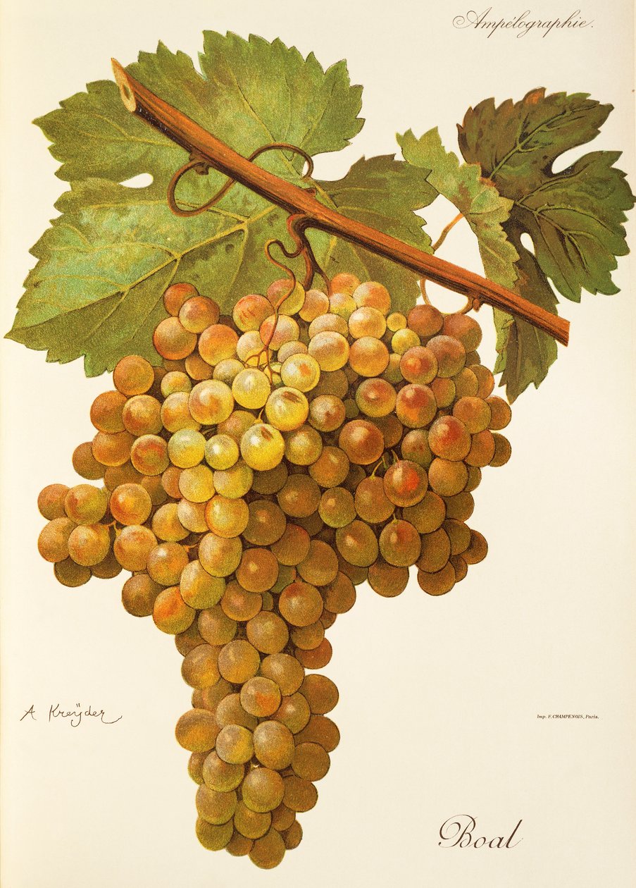 Uva Boal de A. Kreyder de Alexis Kreyder