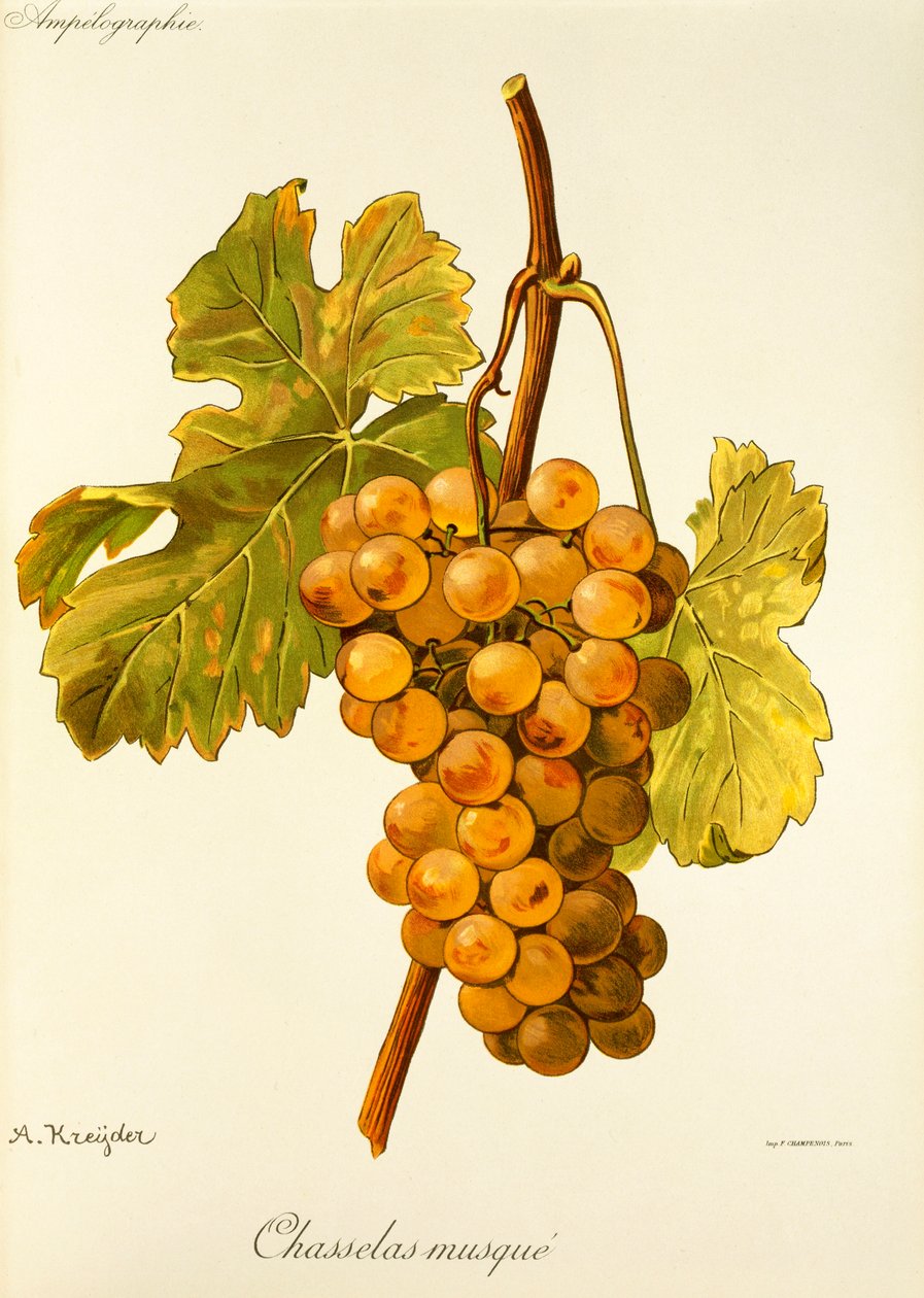 Uva "Chasselas Musque" de A. Kreyder de Alexis Kreyder