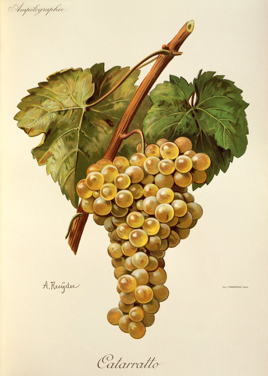 Uva Fiano por A. Kreyder de Alexis Kreyder
