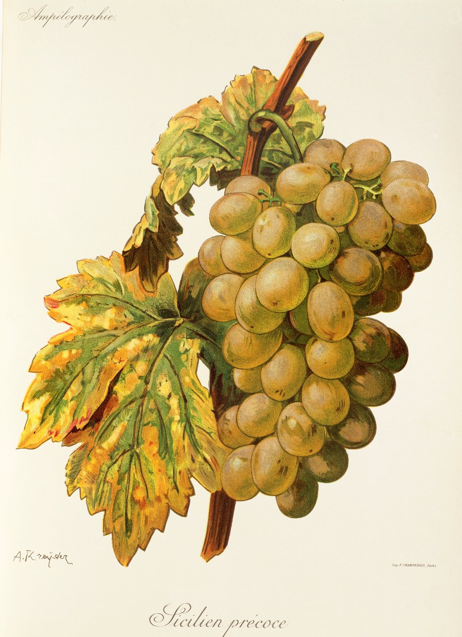 Uva Frankenthal por A. Kreyder de Alexis Kreyder