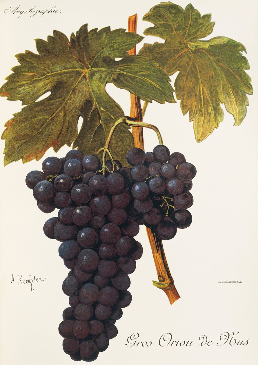 Uva Gros Oriou de Mus de A. Kreyder de Alexis Kreyder