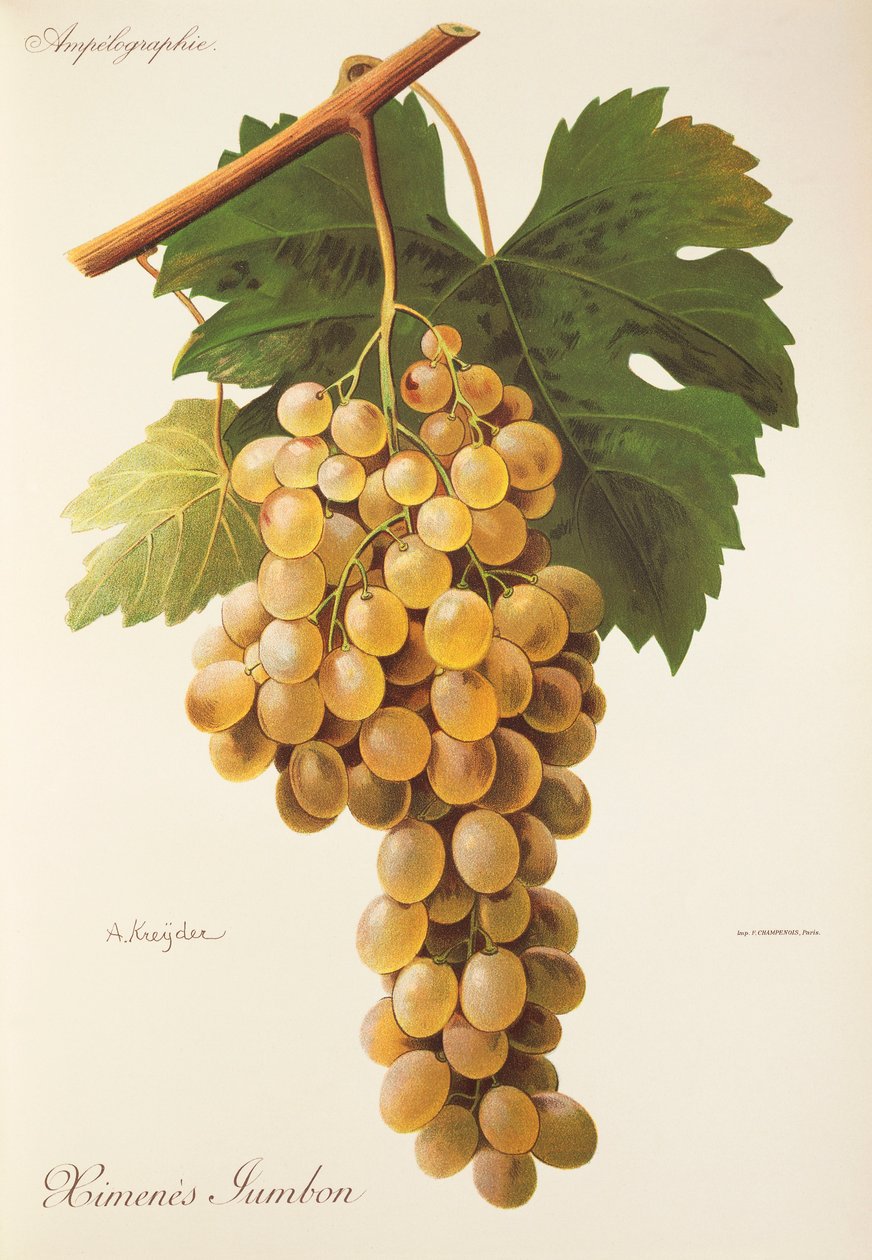 Uva Himenes Jumbon de A. Kreyder de Alexis Kreyder