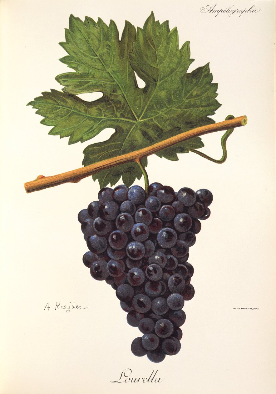 Uva Lourella por A. Kreyder de Alexis Kreyder