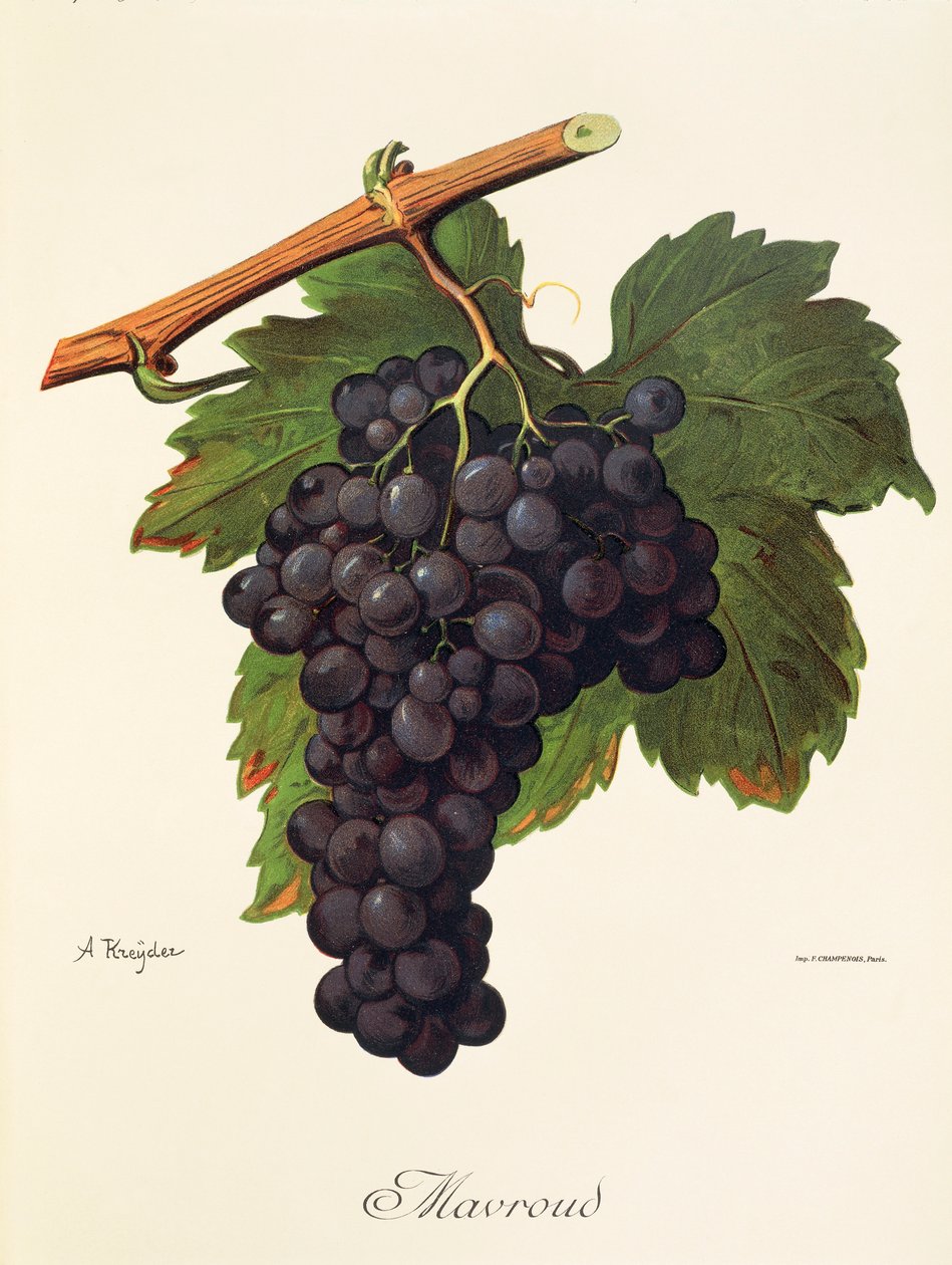 Uva Mavroud por A. Kreyder de Alexis Kreyder