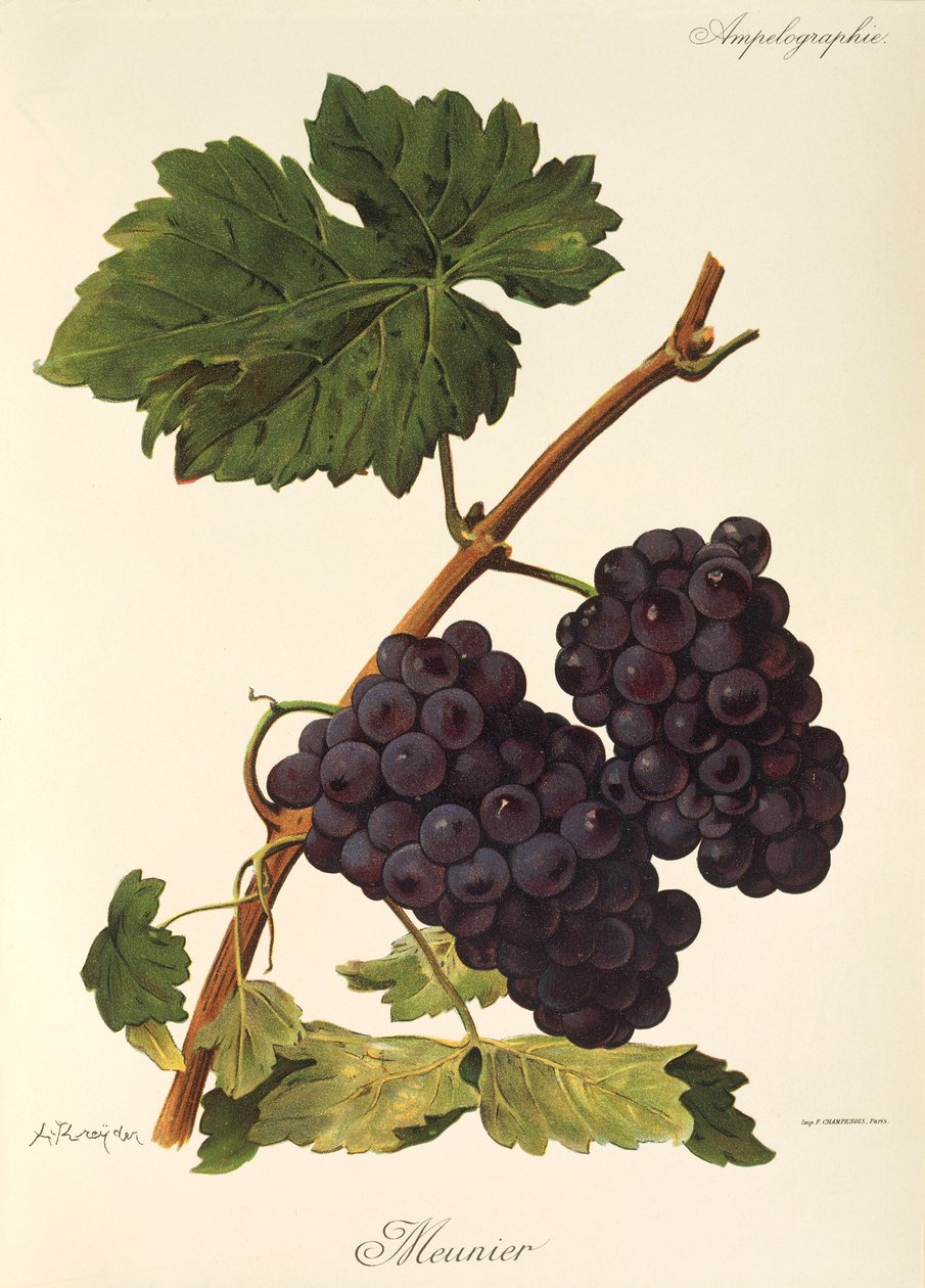 Uva Meunier de A. Kreyder de Alexis Kreyder
