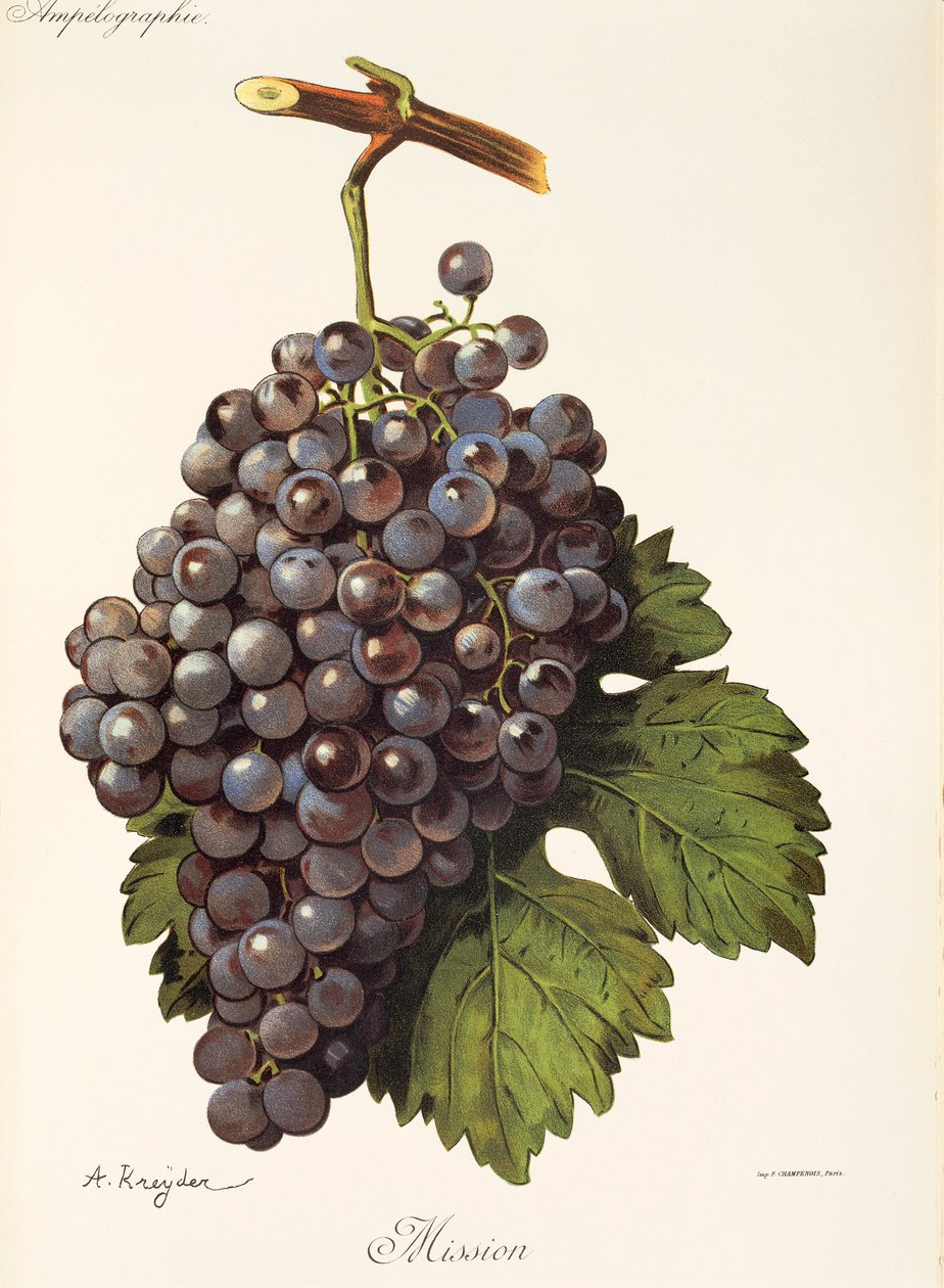 Uva de la misión por A. Kreyder de Alexis Kreyder