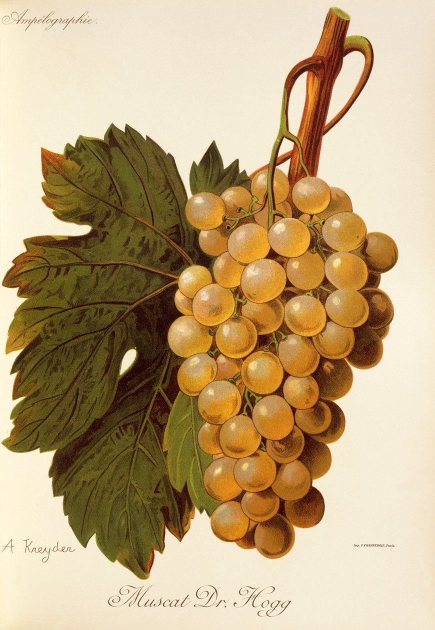 Uva Muscat Dr. Hogg de A. Kreyder de Alexis Kreyder