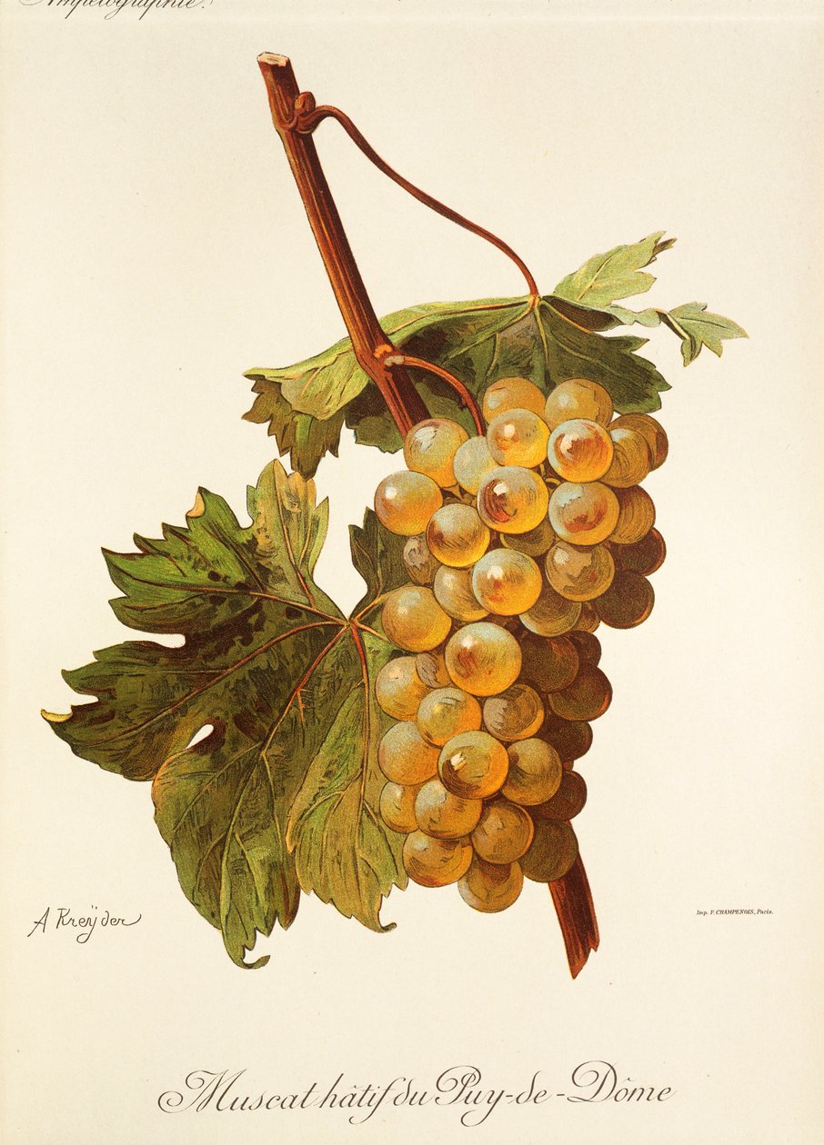 Uva Muscat Hatif du Puy-de-Dome por A. Kreyder de Alexis Kreyder