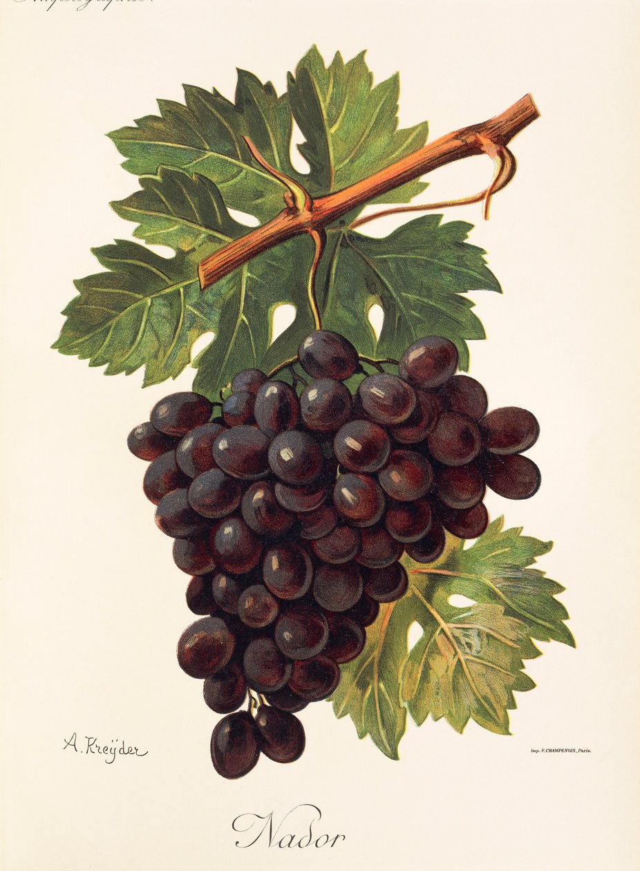 Uva de Nador por A. Kreyder de Alexis Kreyder