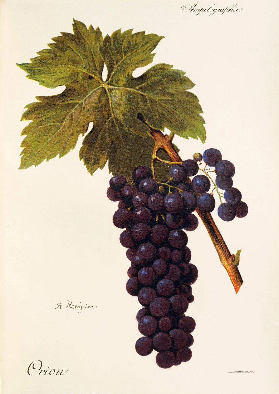 Uva Oriou de A. Kreyder de Alexis Kreyder