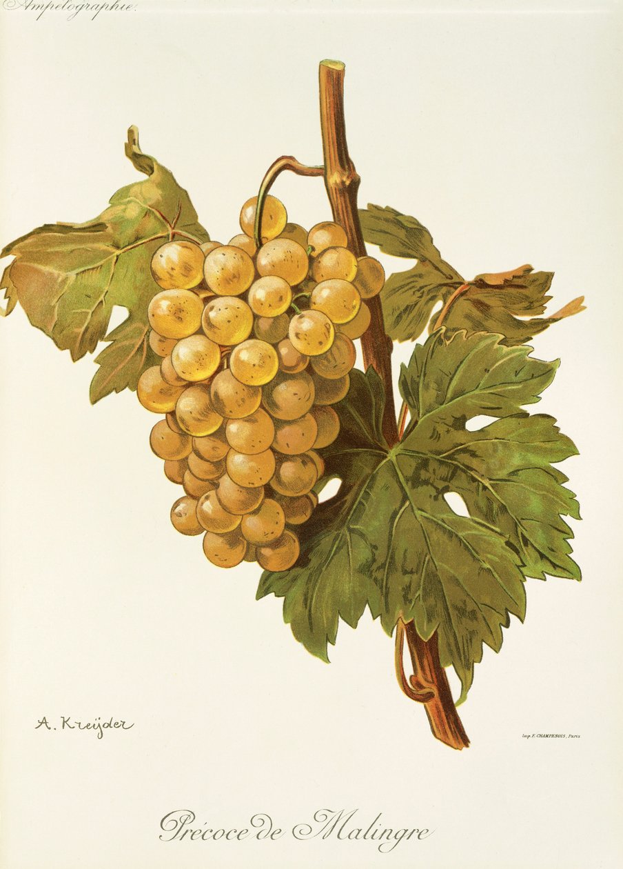 Uva Precoce de Malingre de A. Kreyder de Alexis Kreyder