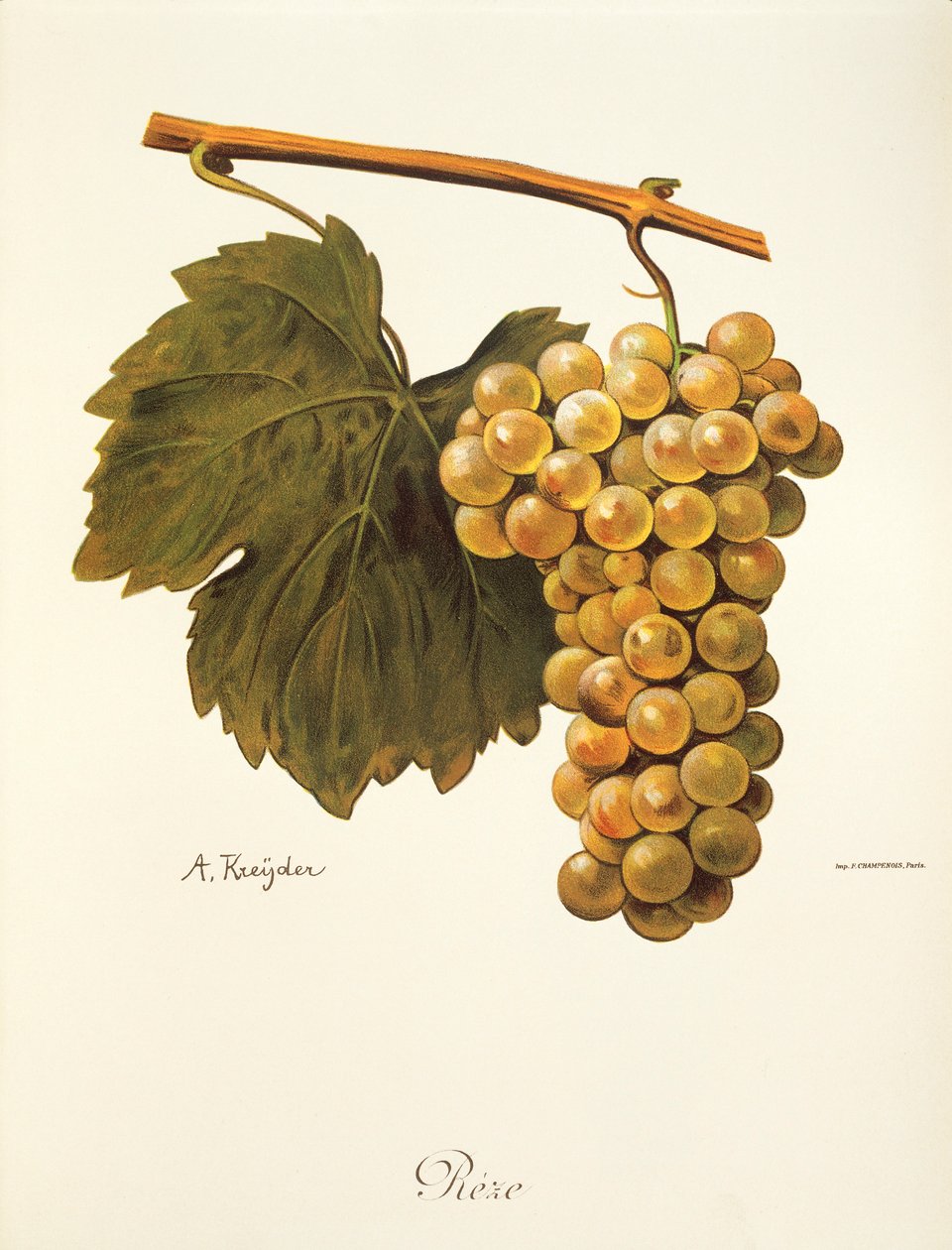 Uva Reze de A. Kreyder de Alexis Kreyder