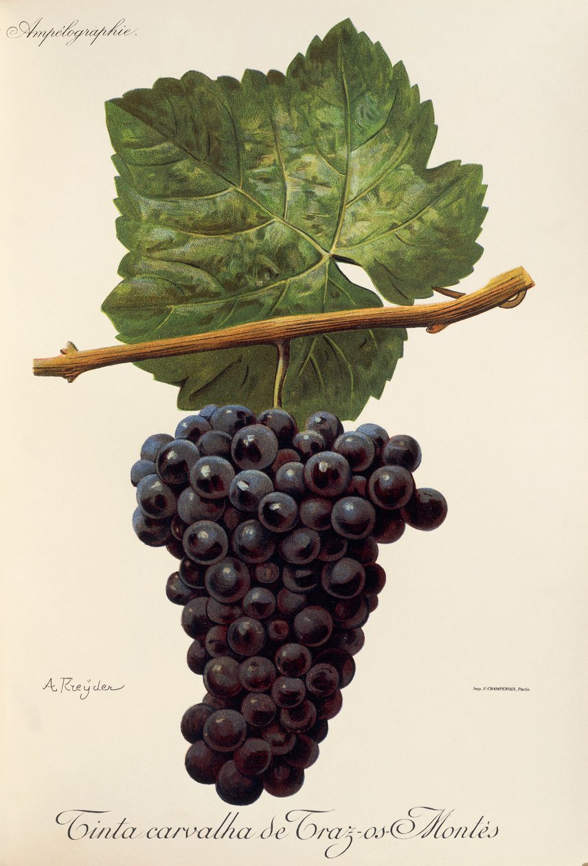 Tinta Carvalha de Traz-os-Montes por A. Kreyder de Alexis Kreyder