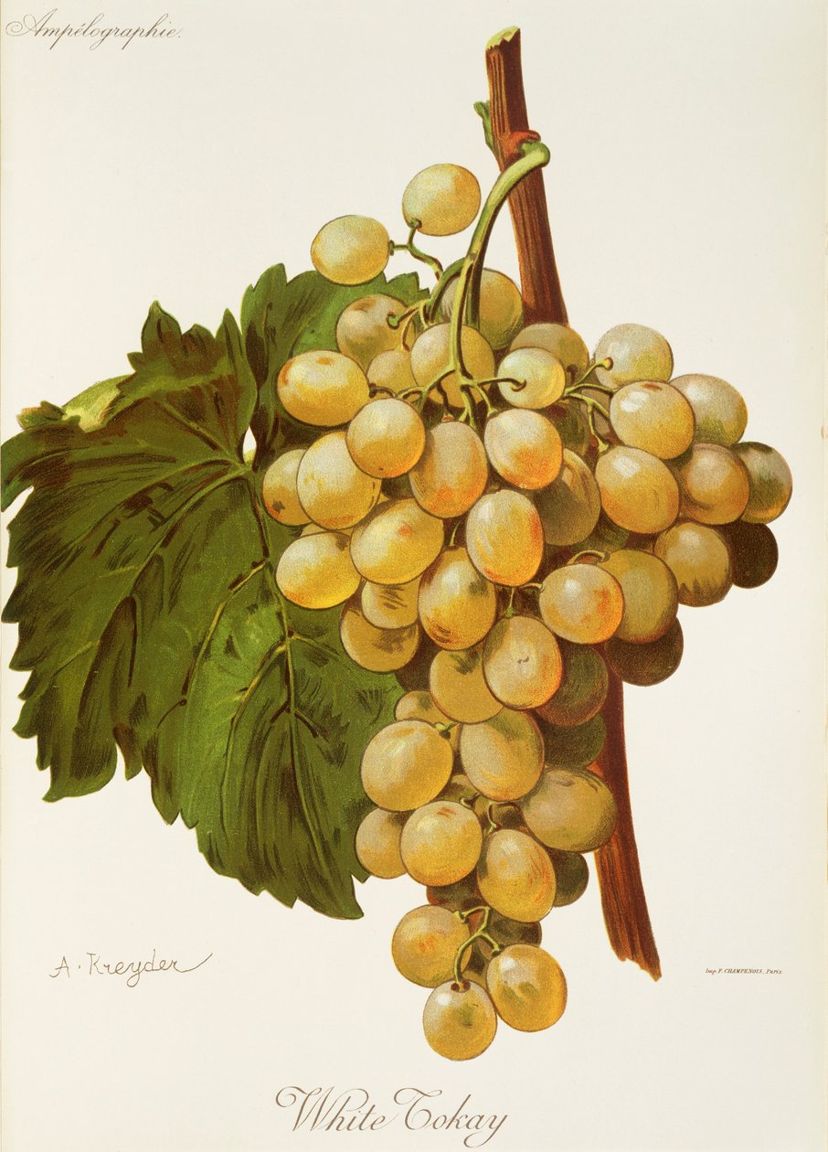 Uva blanca Tokay de A. Kreyder de Alexis Kreyder