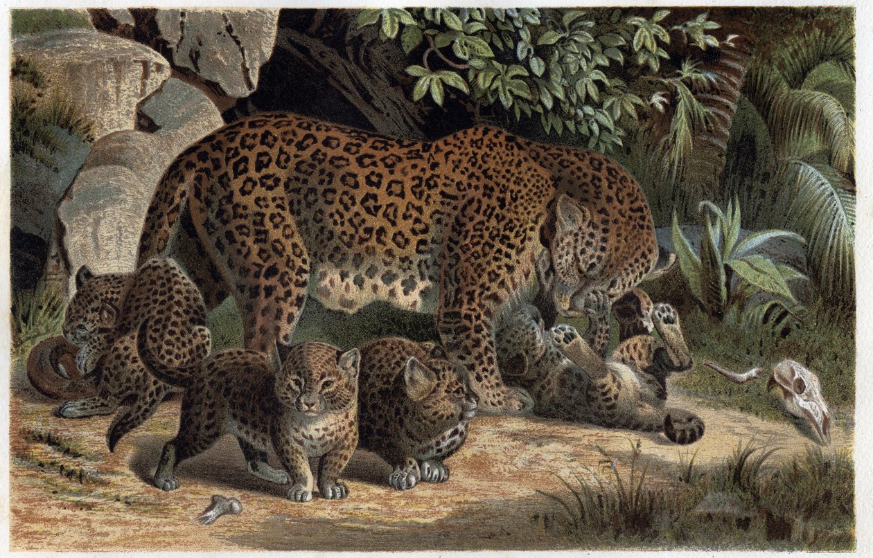 Panthere y su cría - Panthera, de "La vida de los animales de Brehm" (grabado) de Alfred Brehm