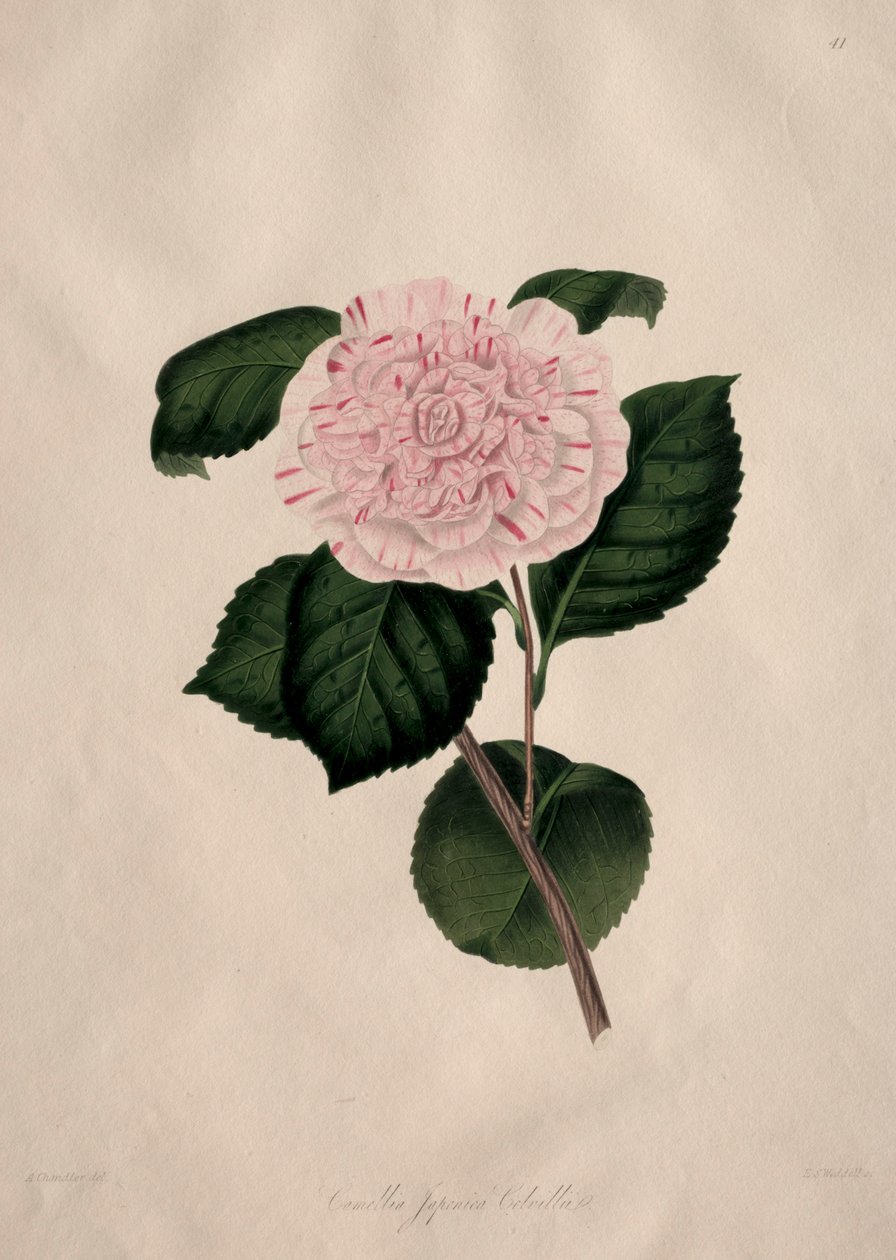 Ilustraciones y descripciones de...el Orden Natural Camellieae: No. 41 de Alfred Chandler