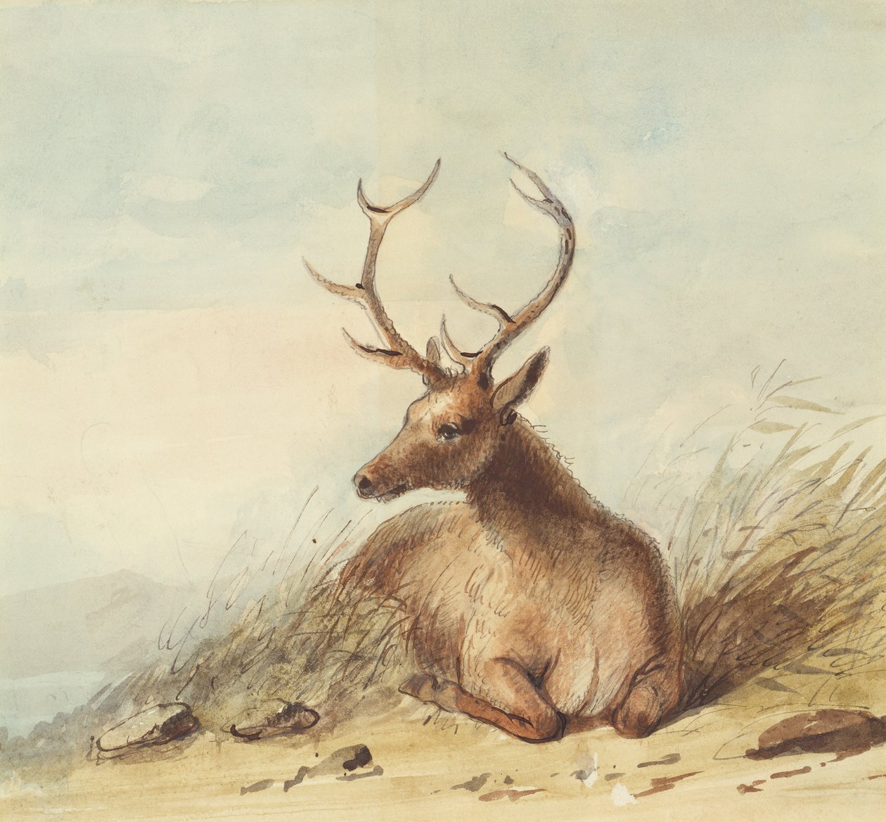 Elk, Rocky Mountains, c.1837 (lápiz, pluma y tinta y acuarela sobre papel) de Alfred Jacob Miller