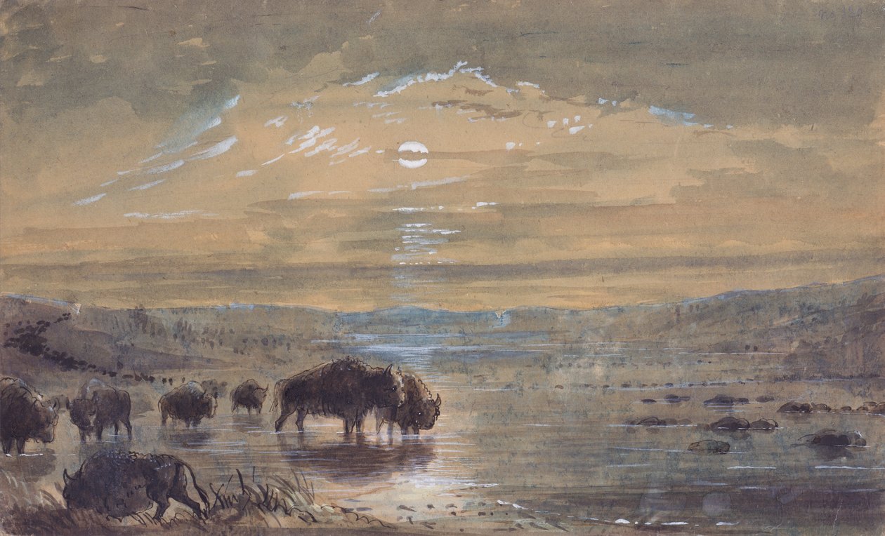 Escena nocturna, búfalos en la pradera, c.1837 (acuarela sobre papel) de Alfred Jacob Miller