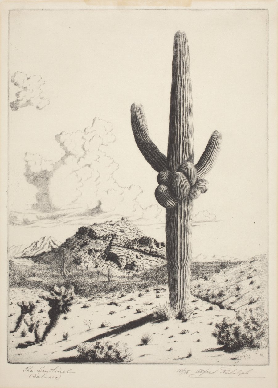 El Centinela (Sahuaro) (aguafuerte y aguatinta) de Alfred Rudolph Waud