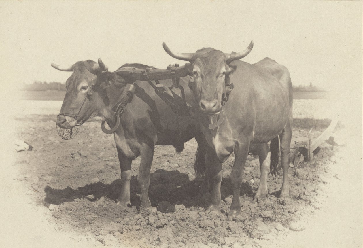 Un idilio de Alfred Stieglitz