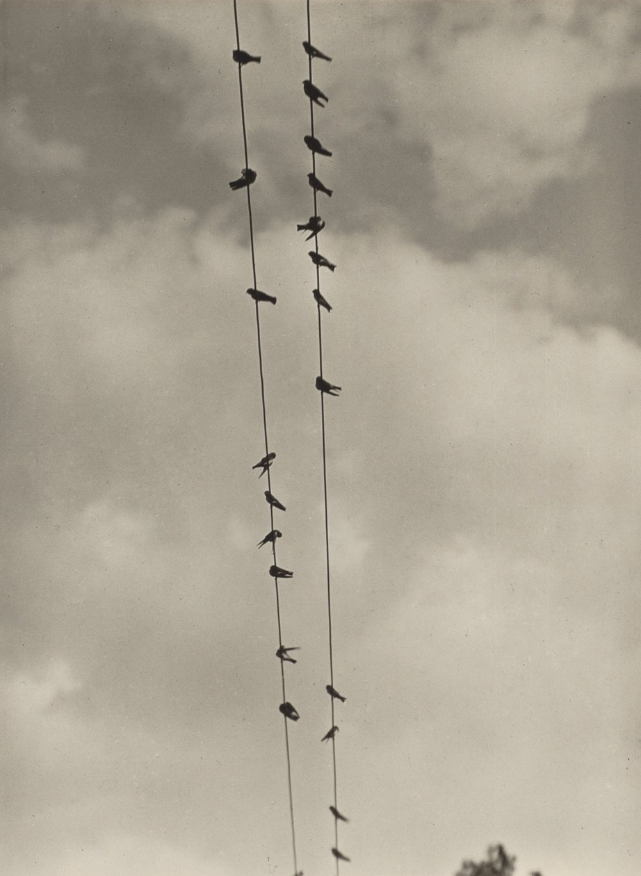 Aves de Alfred Stieglitz