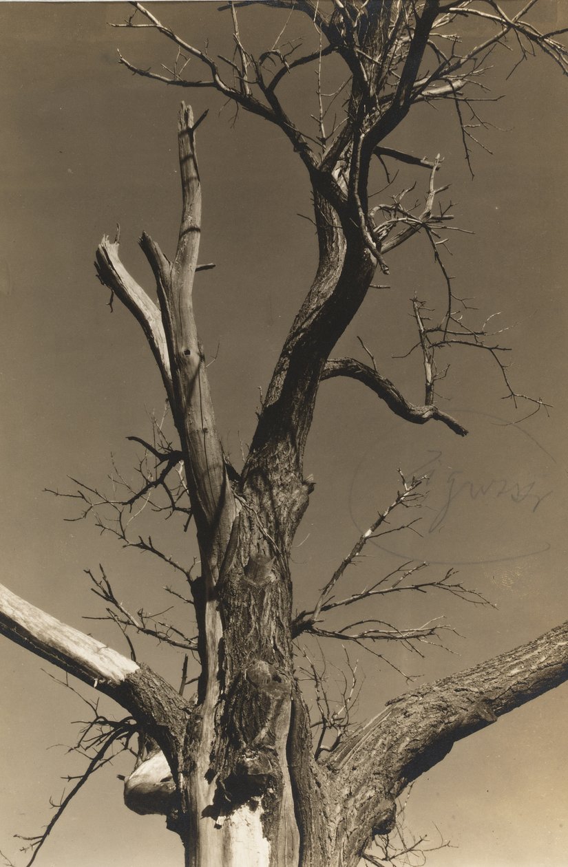 Castaño moribundo (verso) de Alfred Stieglitz