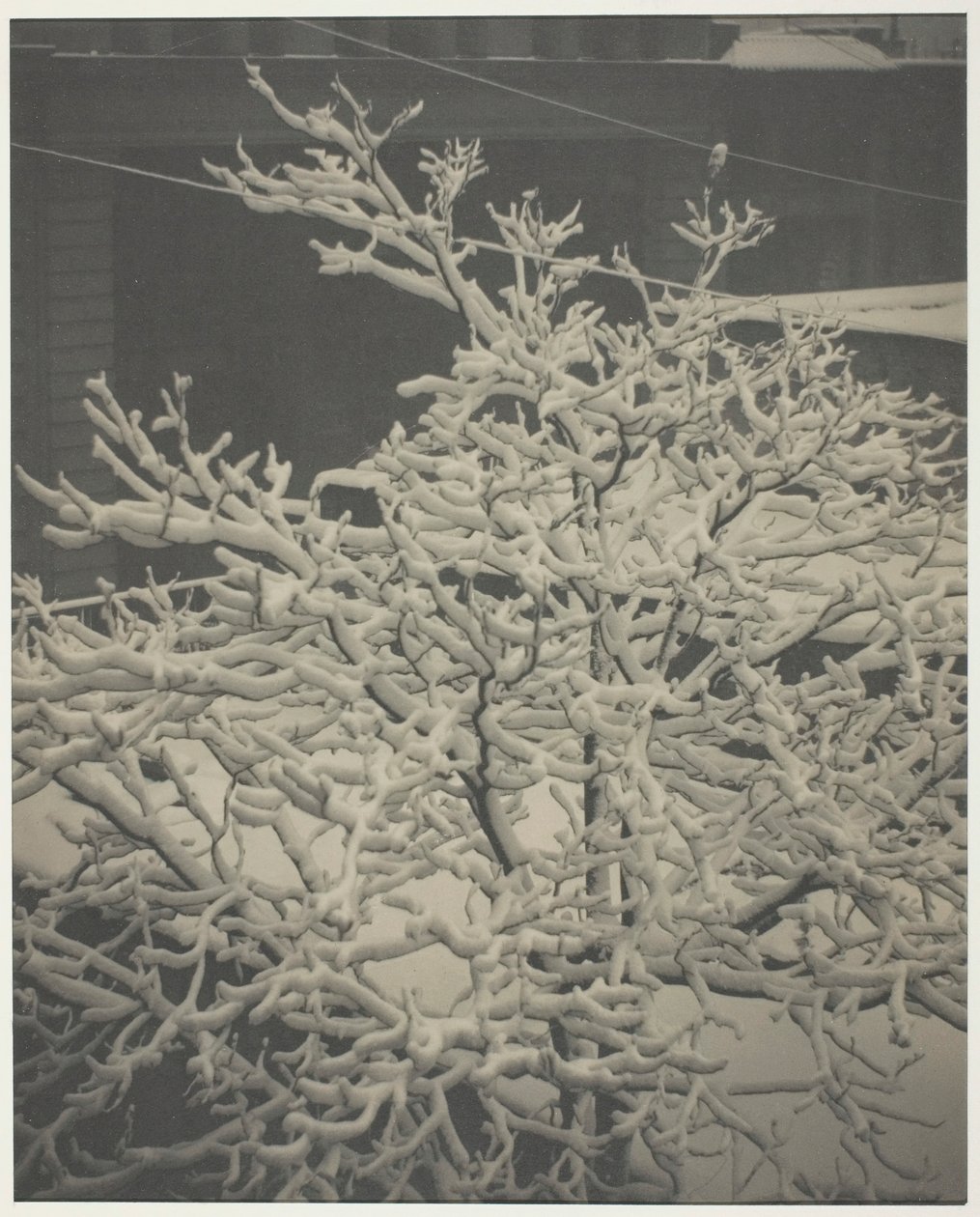 Desde la ventana trasera 291 Árbol cubierto de nieve, patio trasero, 1915 de Alfred Stieglitz