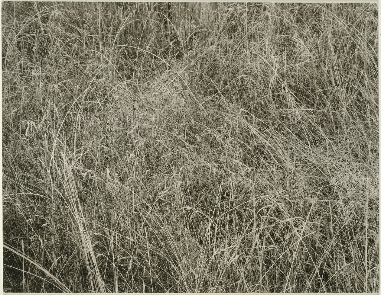 Hierba, 1933 de Alfred Stieglitz