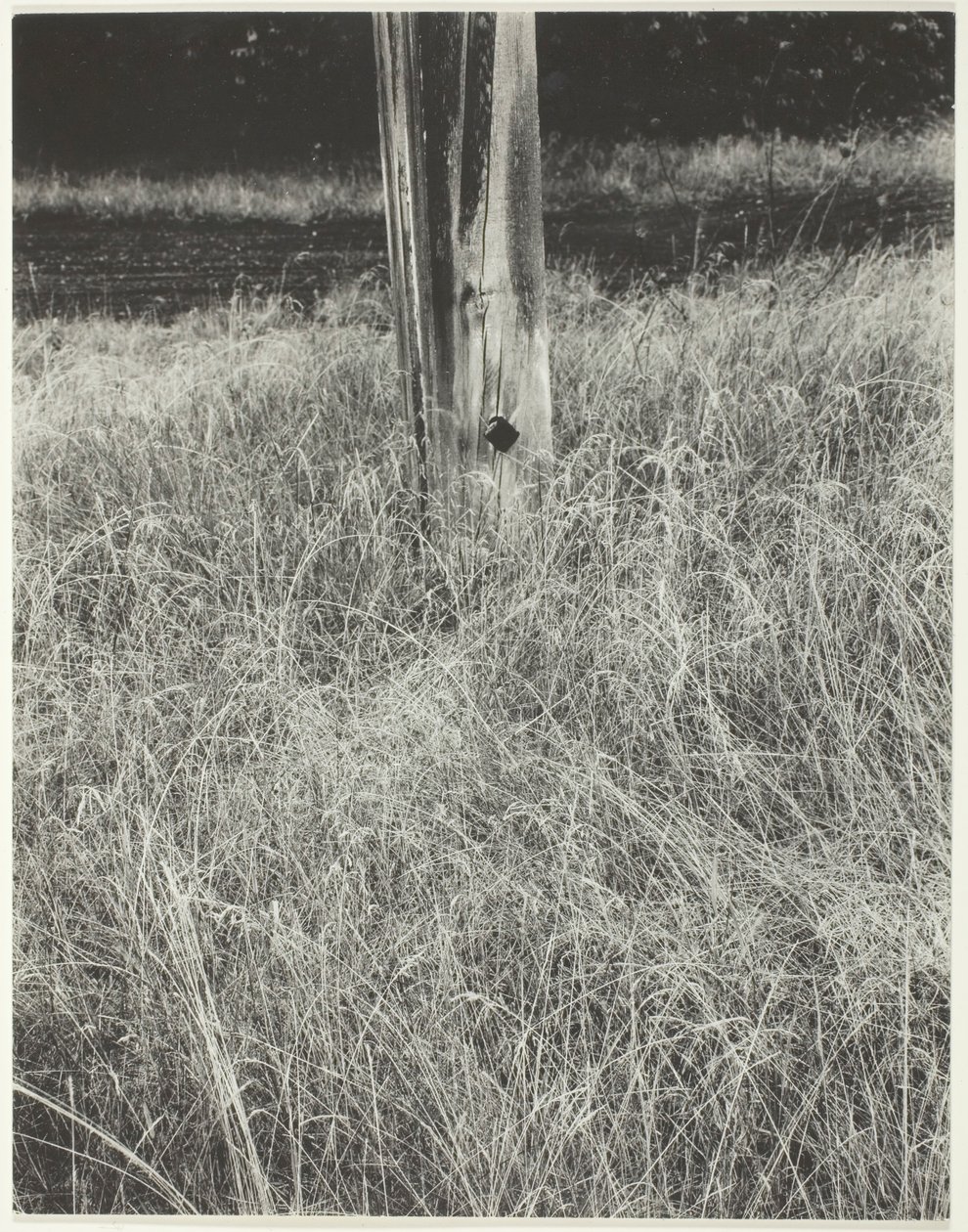 Hierba y asta de bandera, 1933 de Alfred Stieglitz