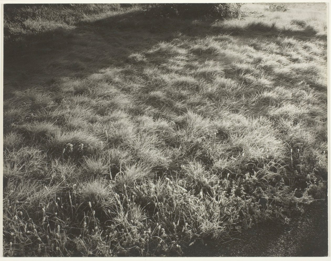 Hierba y escarcha, 1934 de Alfred Stieglitz